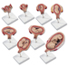SERIE GRAVIDANZA / MODELLI PER GINECOLOGIA - 8 modelli di feto